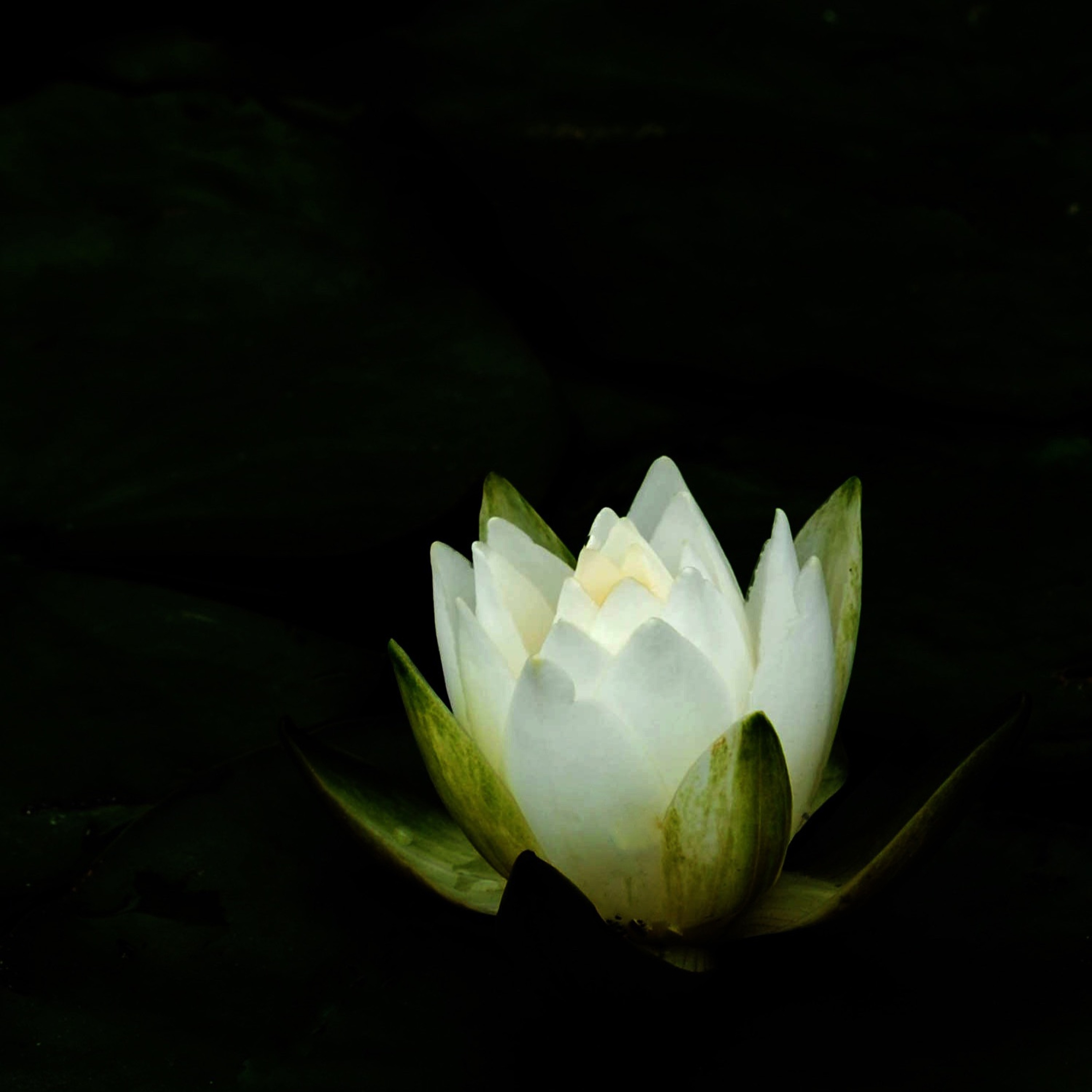 The Natural Curiosity Project