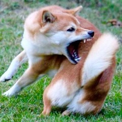 TAIL CHASE (LSDJ)