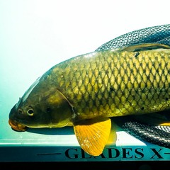 Fly Fishing for Carp with John Agricola