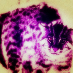 persian dolphin - emerged