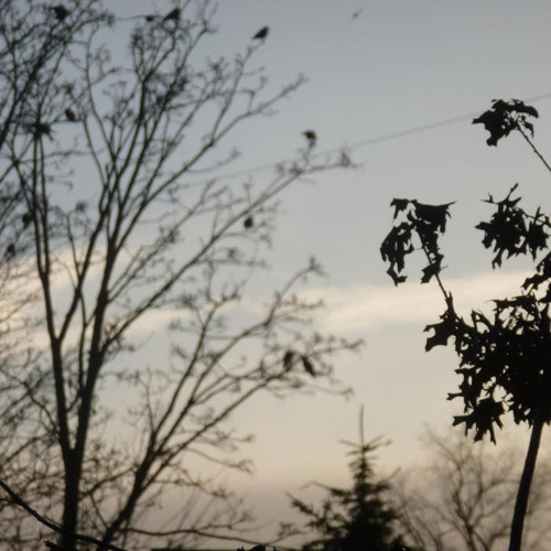 Eblis the Persian Dolphin - Opposites