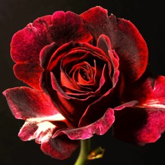 Lo How A Rose E'er Blooming