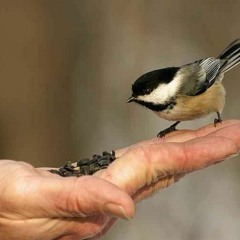 نصر الدين طوبال