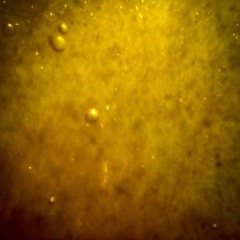 Human Variation In Mimetic Fidelity