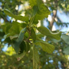 Frè Nathan adoration