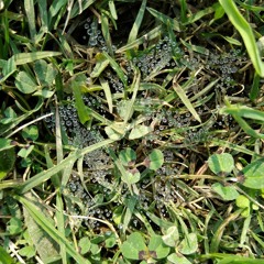 Breath Liberator Breakbeat