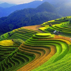 ToFu Collection - Taynguyensound