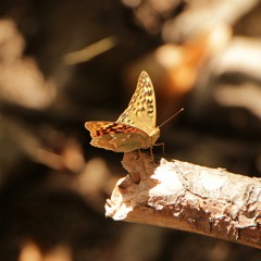 2017 - Year of the Yobbos