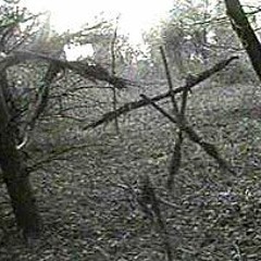 HOLLY & EMILIAN WONK - BLAIR WITCH (FREE DOWNLOAD)