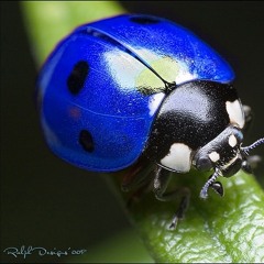 Blue Bugs (Prod. Kid Ocean)