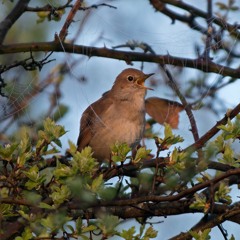 common nightingale sounds تغريد العندليب