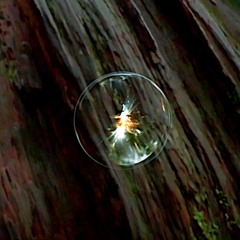 Canopy Trail // [Elixir EP Single]