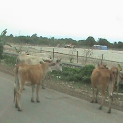 Nasty Nock X Trap Central