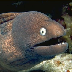 fried eel ~ MiiKEPOUNDS FT. CEEz