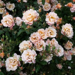 Still in Love - Brian McKnight (Short Cover) by Rahmi