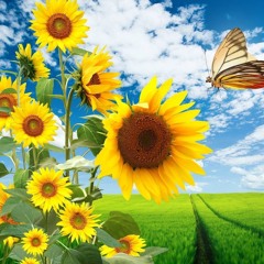 song 5 (possibilities)