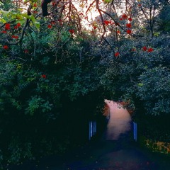 Memes n' Dreams Vol. 1: Tranquility Edition