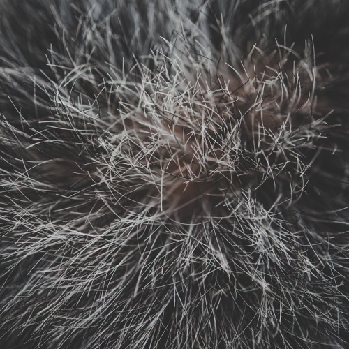Dimension(vocal temp.)