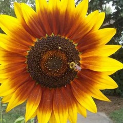 Colonize ft. Sunflowers