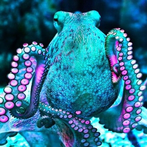 Cephalopod