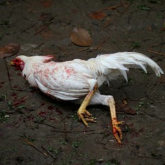 Gamefowl - Original Song