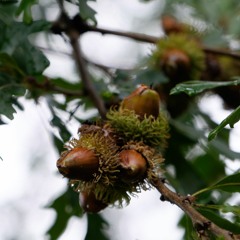 Autumn Soundwalk Into Wellbeing Bridgford Park clip 4 min.51sec