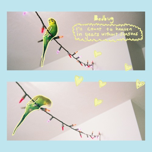 Bedbug - spring