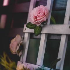 The Broken Flower