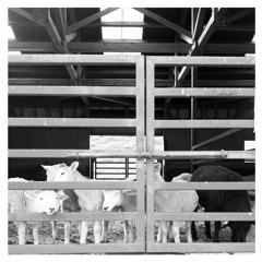 MARY BELL PROJECT-New World Order(digest)