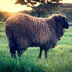 The Black Sheep (Live @ studio)