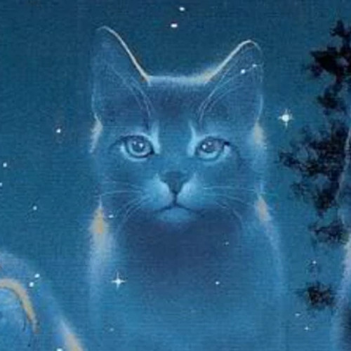 Cat heaven deals