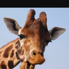 Bombota cody neck prod. hipaholics