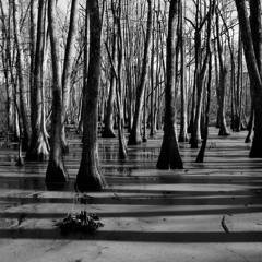 Cypress Swamp