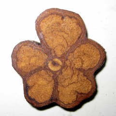 Flak & Flo - Wichichayo