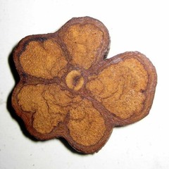 Flak & Flo - Llega Ya