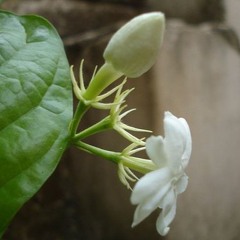 Mazha 9