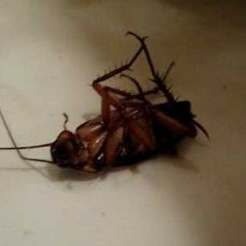 Nickynutz - Cockroach in the corner [Send fi Omen Breaks & Dub Liner]