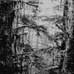 Tono x Ja$on AleXander - Sea of Trees (Prod. Lucifer)