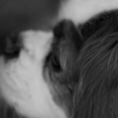 HouseHound Podcast Vol 7