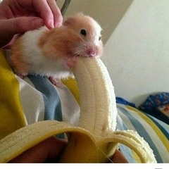 HORNY CUY [PROD.myass]