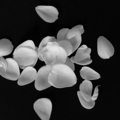 Rose Petals x So Official