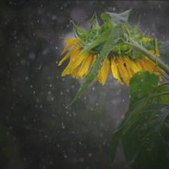 sunflower in the rain