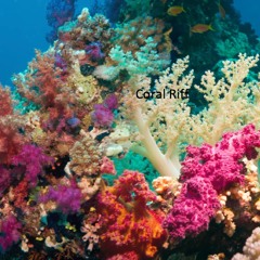 Coral Riff