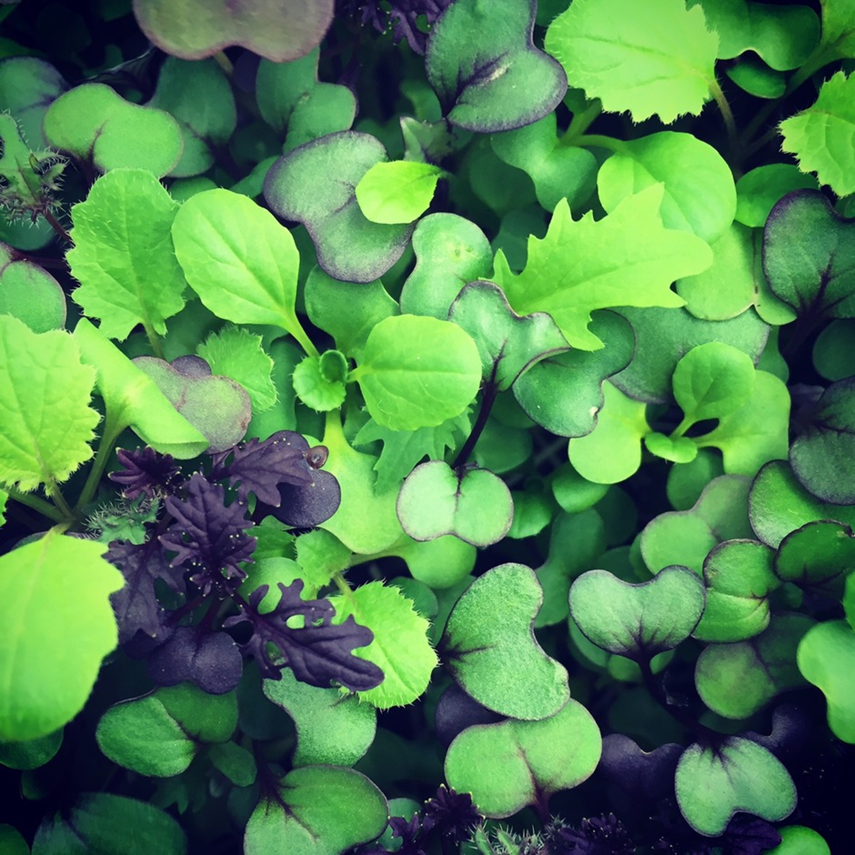 Microgreens Bring Macro Growth episode artwork