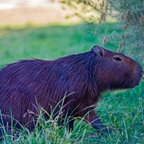 #THOTT (The Higher Order Thought Tools)--- SynTalk