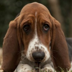 Apologize (One Republic cover)