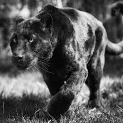 Panther (I AM A REVOLUTIONARY)