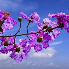 Hoa Bằng Lăng