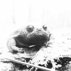 Interpretation Of Frogs