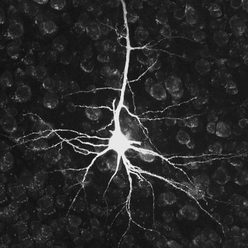 Insane in the Membrane Part III